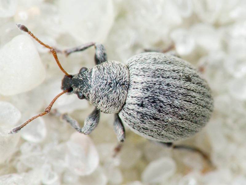 Omias murinus (Boheman, 1843)